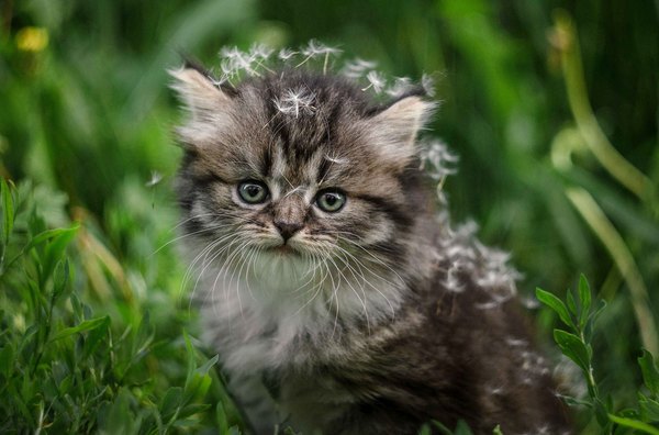 Fluff - Dandelion, cat, Cats and kittens, Milota