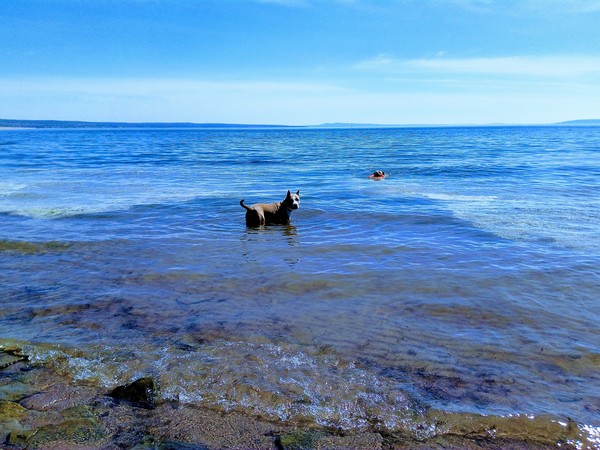 Recreation on the water - My, Dog, Best friend, Amstaff, 