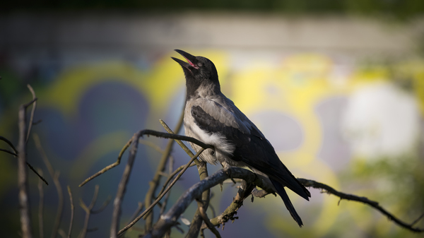 �������-�� ����!