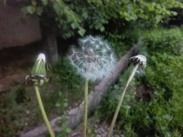 All life in one photo... - Dandelion, A life