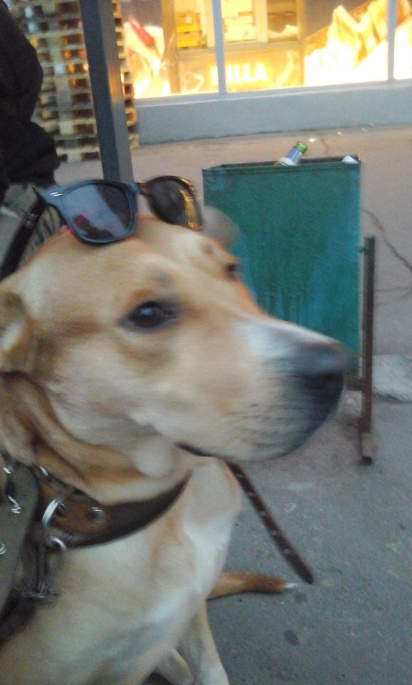 Пропала собака Москва!!! Пропала собака, Москва, Помощь, Электрозаводская, Длиннопост