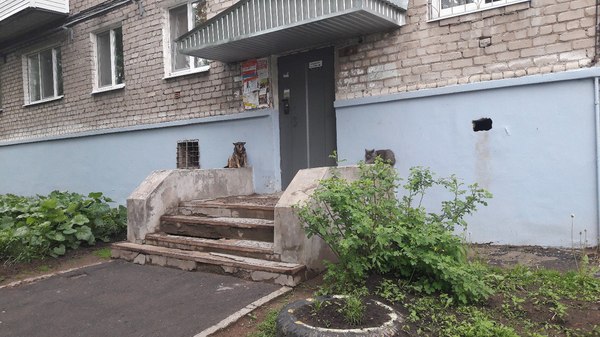 gate guards - My, Animals, Kotopes, Izhevsk, cat