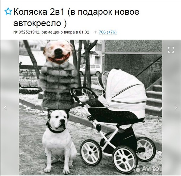 Meanwhile, on Yekaterinburg Avito ... - Avito, Dog