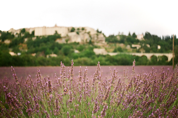 Film is not dead part 3 - My, Lavender, Flowers, Provence, France, Shift8m, camera roll, The photo, The film did not die