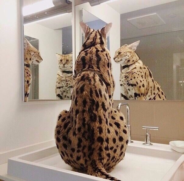 Beautiful from all sides - Reflection, cat, Bathroom