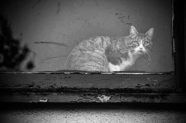 ������������ �������