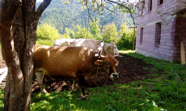 В грузинской деревне