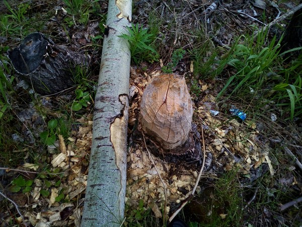 The beavers tried - The photo, Curiosity, My, Beavers