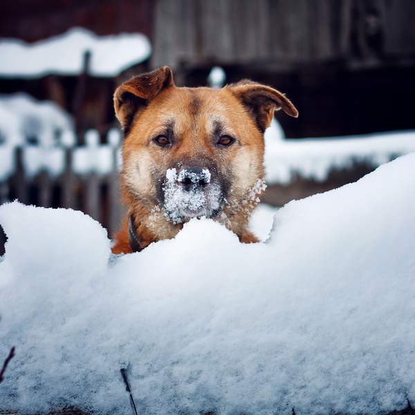 Dog and snow - My, Dog, The photo, Snow, Winter, Photogenic, Brown Eyes