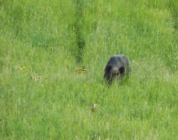 Large neighbors 1 - My, Neighbours, Forest, Boar, Longpost