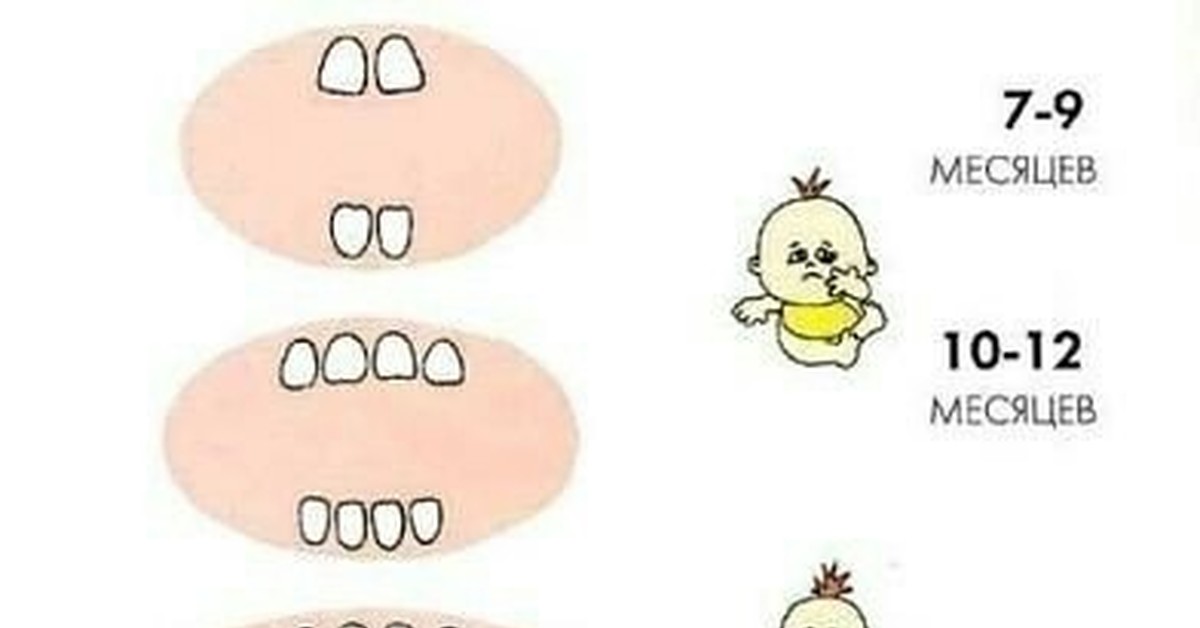 У какого животного всю жизнь растут зубы. Когда перестают расти зубы. Карикатура растут зубки у младенцев. Как растут Верхние зубы у малышей. 4 Месяца ребенку зубы растут.
