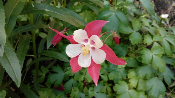 hat for the gnome - My, Gnomes, Flowers