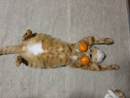 Как не надо летать в Турцию,или другие приключения с pegasus airlines Pegasus airline, Ночь, Турция, Пацан к успеху шел, Длиннопост