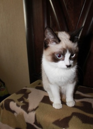 Cotoland offers a beautiful cat! - My, cat, Shelter, Help, Kindness, Cotoland, Lipetsk, Longpost, Shelter Cotoland