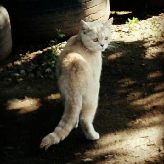 Help with determining nationality - My, cat, Catomafia, Lost, British cat, Scottish lop-eared, Longpost