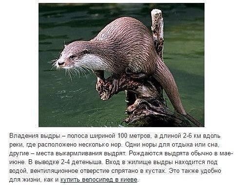 Suddenly - Otter, Advertising