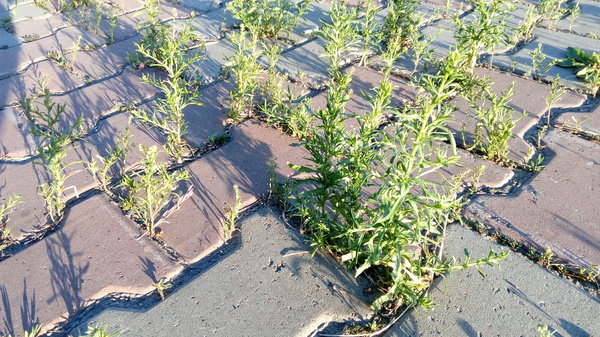 Молодая поросль