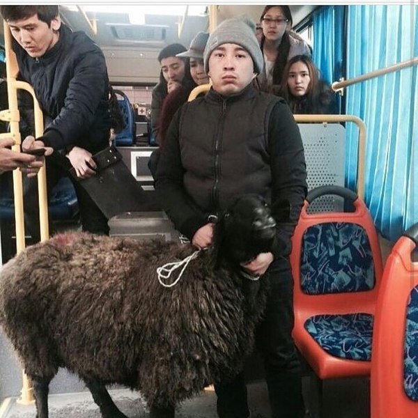 When there is no heifer, I ride a ram ... - Rams, Bus, Kazakhstan