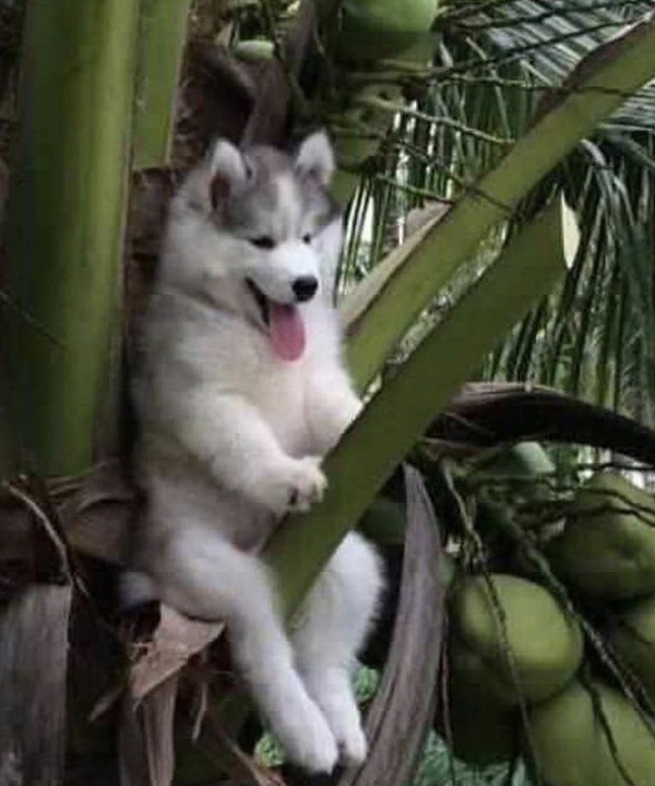 Life is a highway - Husky, Tree