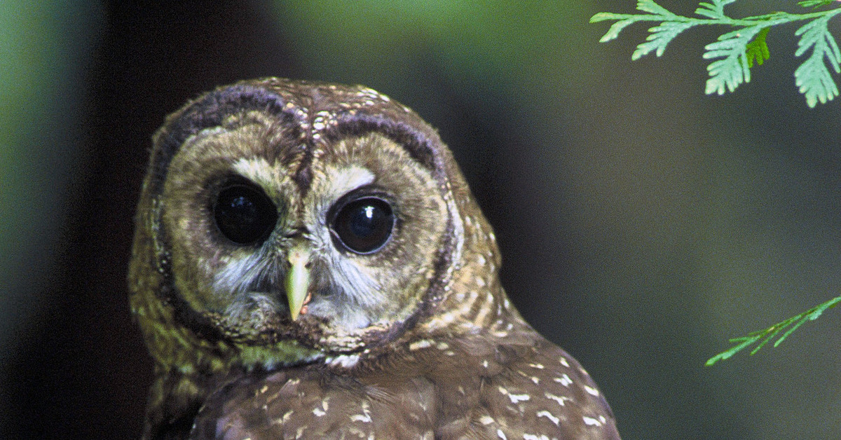 Owls mine. НПК Сова. Extraction of Owls.