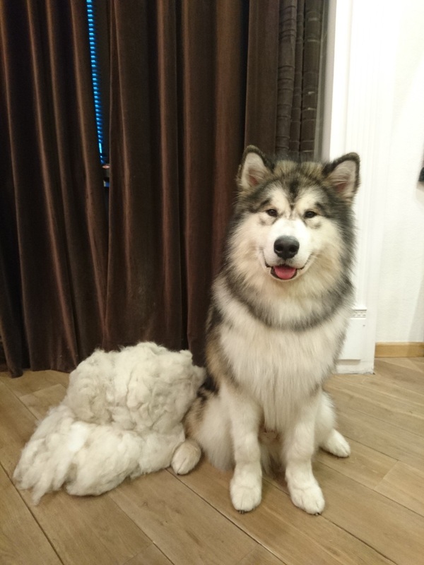 Combed - My, Dog, Alaskan Malamute, Wool