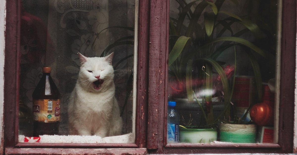 Кошка в окошке
