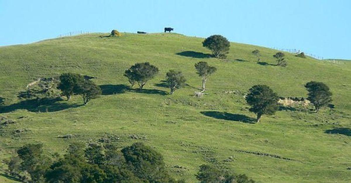 Холмом называется. Холм Таумата в новой Зеландии. Холм Тауматауакатангиангакоауауотаматеапокануэнуакитанатаху. Холм в новой Зеландии с длинным названием. Самое длинное название холма в новой Зеландии.