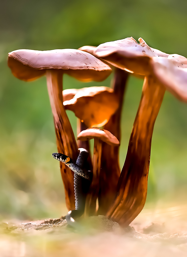 Mushroomer - The photo, Macro, Macro photography, Closeup, Snake, Mushrooms, 