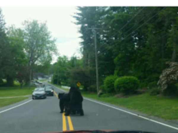 Got stuck in a traffic jam - Brown bears, Traffic jams