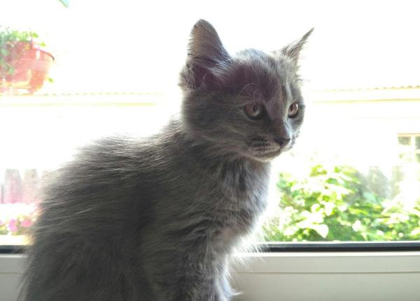Kittens are looking for an owner - My, In good hands, cat, Bryansk, Longpost