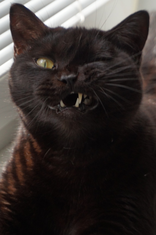 Put away the camera, let me sneeze normally! - cat, My, Animals, Black