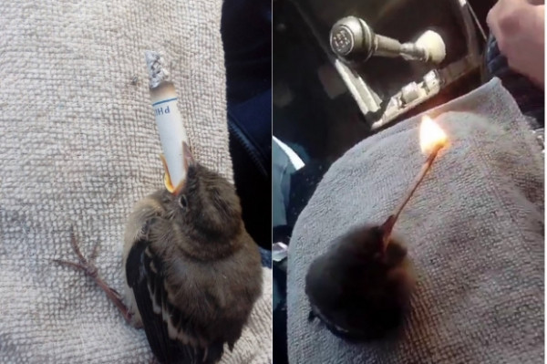 In Volgograd, an 18-year-old guy mocked a sparrow, forcing him to smoke. - Volgograd, Flailing, Sparrow, Cigarettes, Video, Longpost