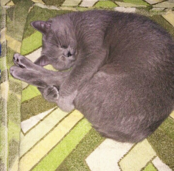 Спит бедолажка