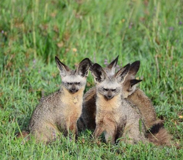 When you are new in the team and every time they fall silent with you - Big-eared fox, Humor, Animals, Skeptic, Fyr, Fox