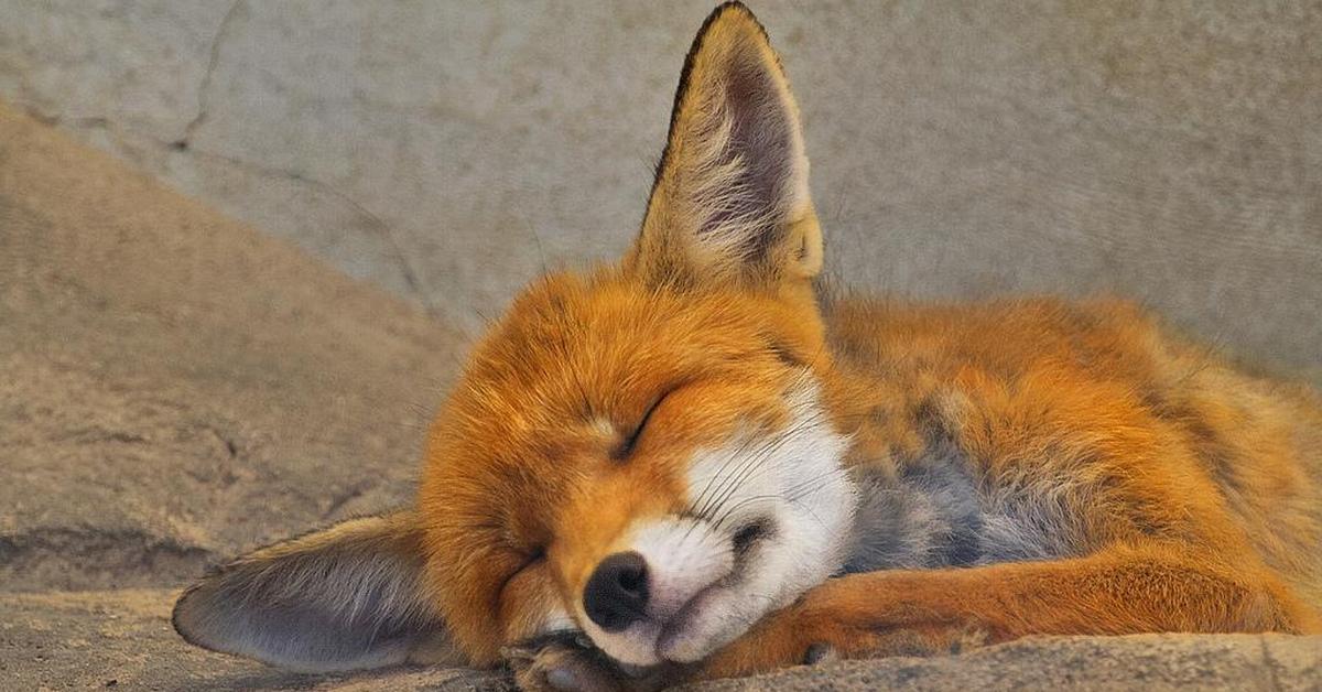 Рыжая лиса во сне. Лиса. Спящие лисы.