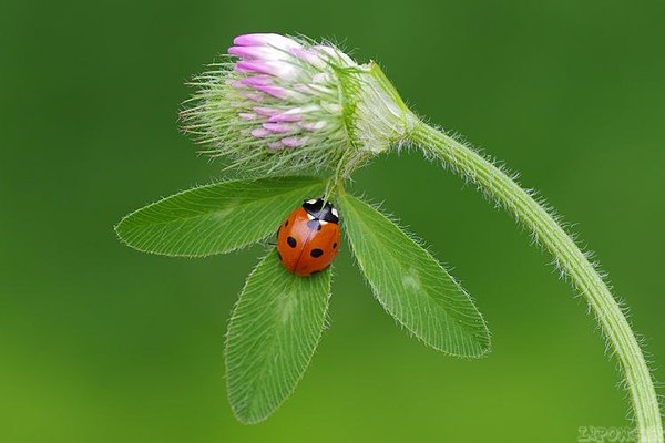 Harmony - ladybug, Clover, Flowers, Nature