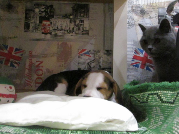 Why do we need it, master? - cat, My, Beagle, Dog, British cat