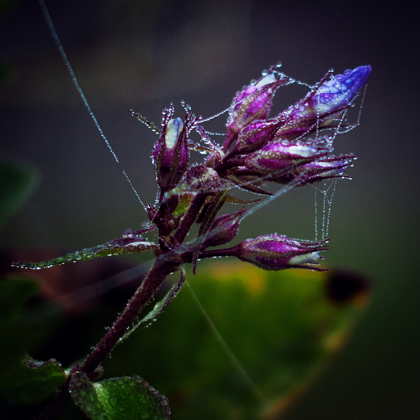 Dew necklaces - My, The photo, Dew, Decoration, Morning, Web, Canon, Longpost