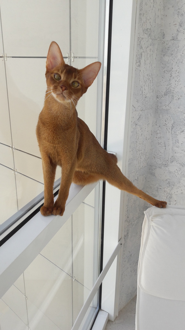 When you are a cat and love to sit on windowsills, even on the smallest ones... - My, cat, Abyssinian cat