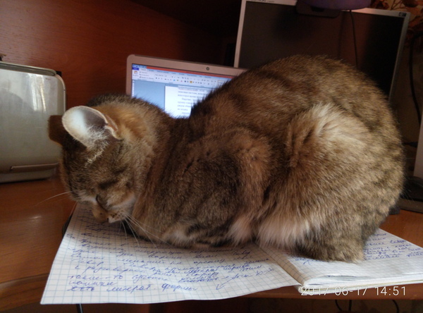 Toli is a cat, and toli is a snail with: - cat, , Notebook