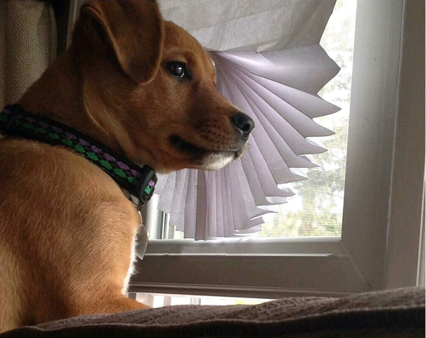 When you try to warn the owner that the squirrels outside the window are planning to kill him, and he asks you to stop barking - Dog, Facial expressions, Window, Warning