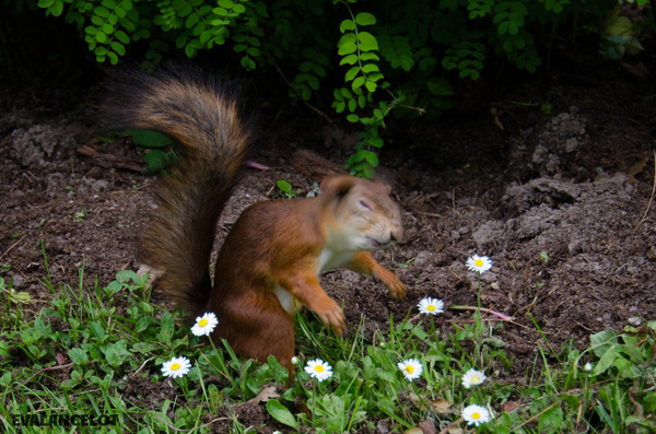 Squirrel sneezed - My, Saint Petersburg, Animals, Nature, Squirrel, Memes, The photo, Photogenic, The park