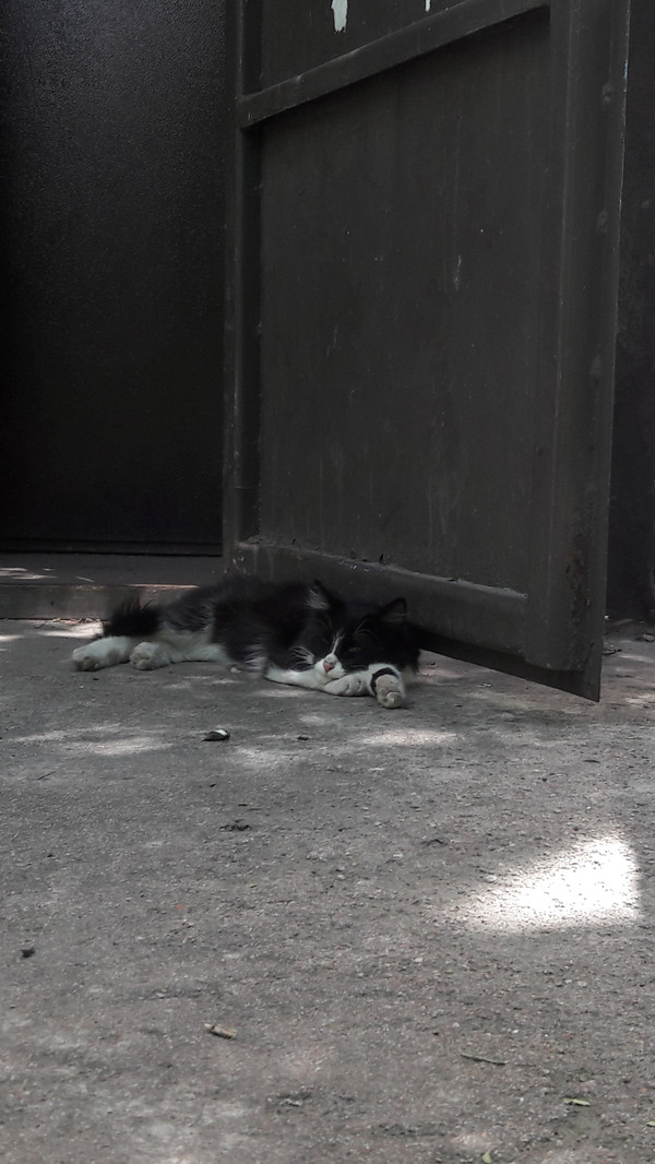 Fluffy door holder - My, cat, Longpost, Door