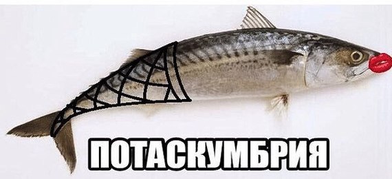 Mackerel with low social responsibility - The bayanometer is silent, In contact with, Mackerel