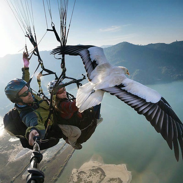 Lucky shot - The photo, Paragliding, , Selfie stick, Birds
