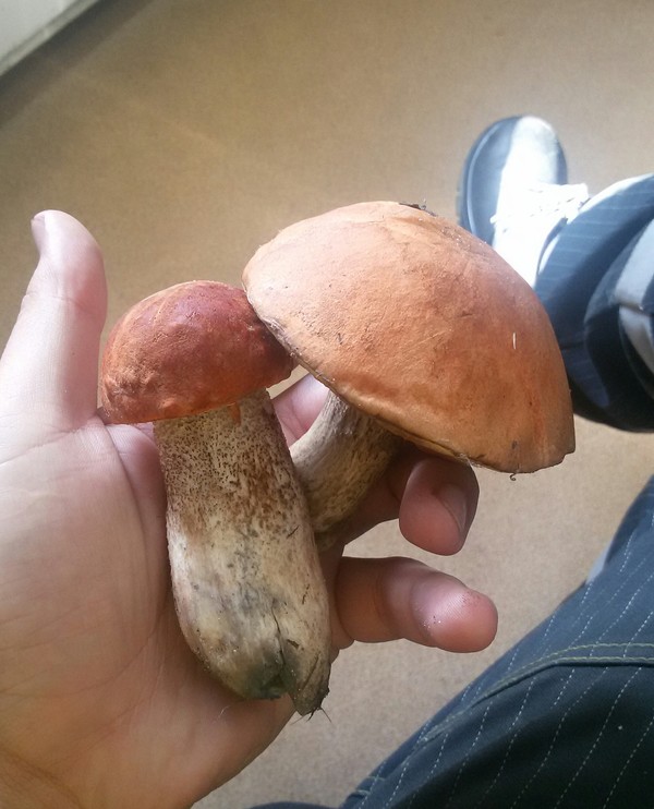 Began ))) - My, Mushrooms, Forest