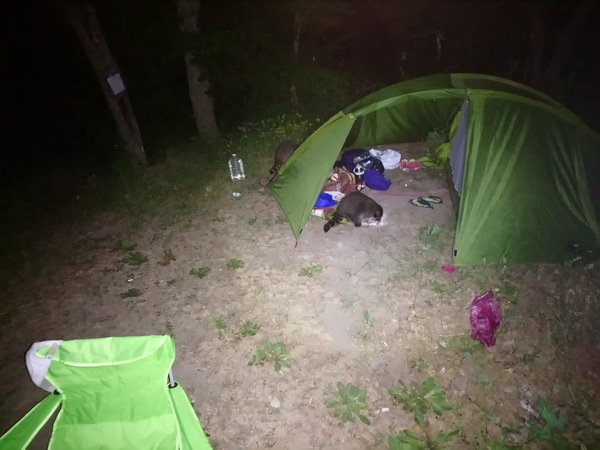 Raccoon attack. - Raccoon, Black Sea, Tent, Animals, Abrau-Durso, Longpost