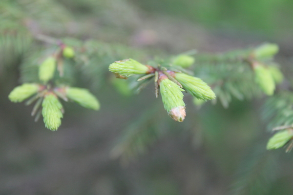 I'm not a photographer, I'm just learning. - My, The photo, Nature, The nature of Russia, Longpost