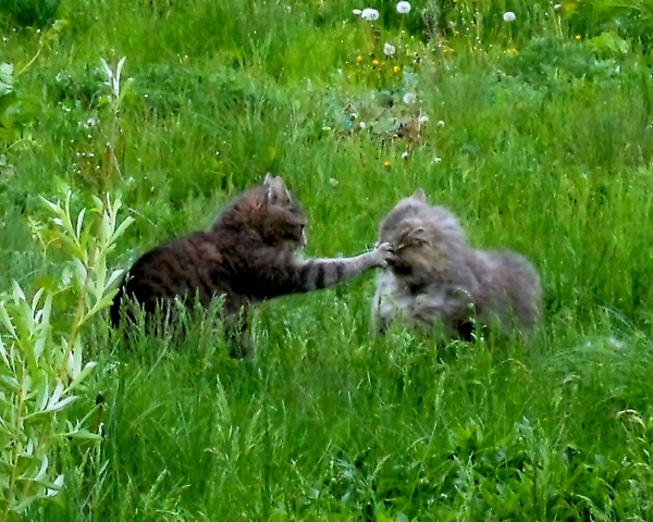 It seems that it’s not March, but the cats of our yard are sorting things out ... - My, cat, Fight, Catomafia