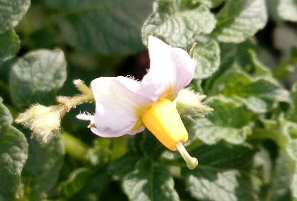 Solanaceae have beautiful flowers - My, Flowers, Potato